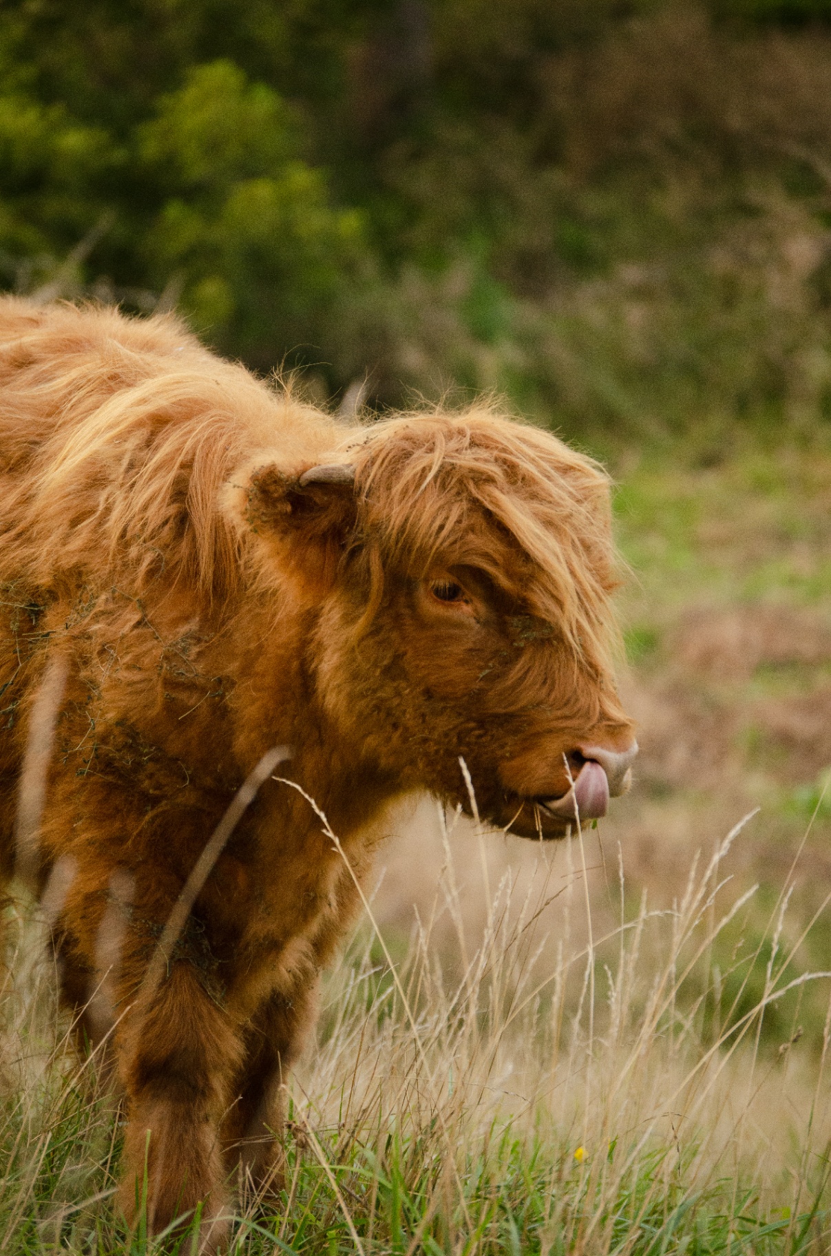 Highland cow in tall grass
